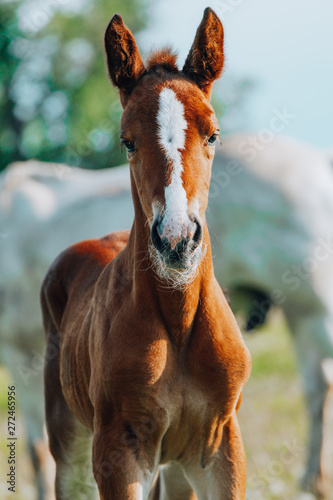 Foto Closeup photo of a beautiful chestnut mare with her beautiful newbor foal at rur