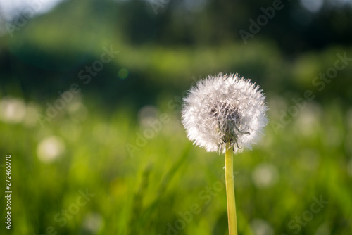 Dandelions against the blue sky. Green grass. Evening  sunny day  summer.