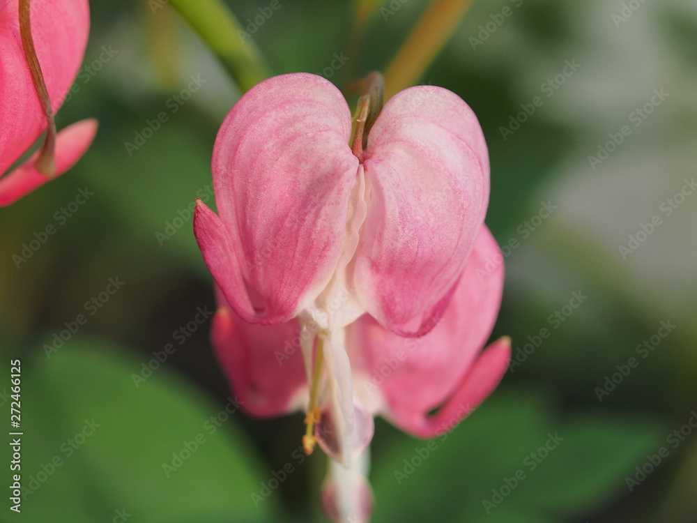 Red Bud flowers of the bleeding heart. Flowering Bush. Red Bud flowers of the bleeding heart. Flowering Bush.