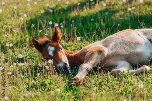 Fototapeta Naklejka Na Ścianę i Meble -  Little foal having a rest in the green grass