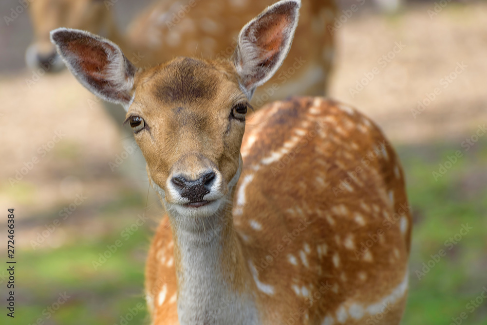 Sika deer, spotted deer or the Japanese deer. Close up Sika deer, spotted deer or the Japanese deer. Close up