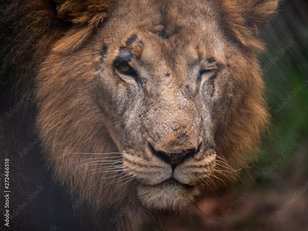 Wounded and scared male lion at a conservation area in Kenya, Eastern Africa