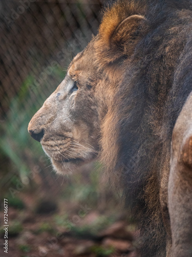 Male Lion in Conservation Area, Eastern Africa