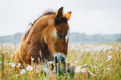 Little foal having a rest in the green grass