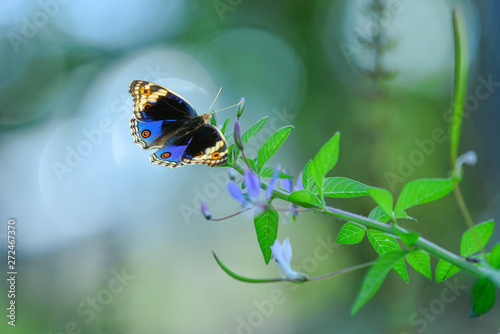 Butterfly on flower