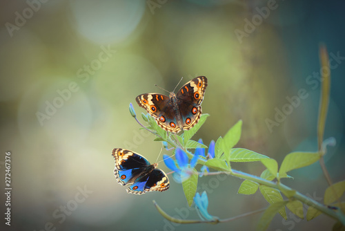 Butterfly on flower