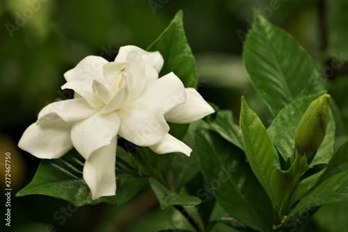 Pretty gardenia flower (Gardenia jasminoides) blooming on the green garden background , Spring in GA USA.