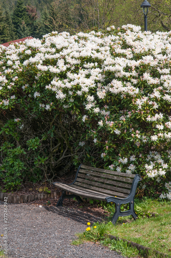 sitzbank vor weissem rhododendronstrauch sitzbank vor weissem rhododendronstrauch