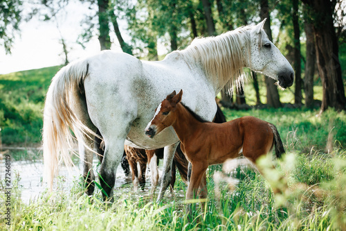 foal and mare horses white and brown in the meadow