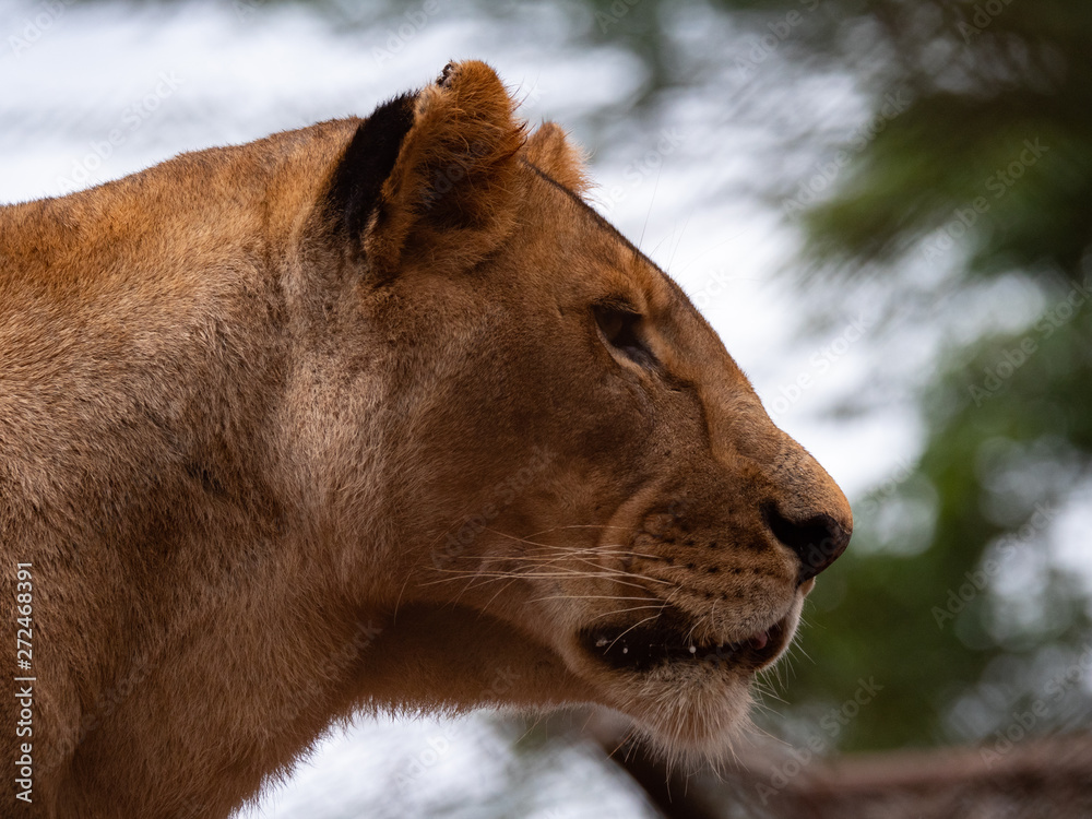 Fototapeta premium Lioness in Conservation Area, Eastern Africa