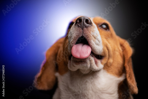 Fototapeta Naklejka Na Ścianę i Meble -  Beagle dog portrait in a studio 