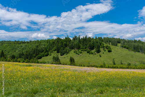 Beautiful intact meadow in the Carpathian mountains at summertime, blue sky with white clouds background.