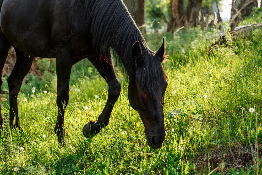 Black horse in pasture grazing and looking towards camera Black horse in pasture grazing and looking towards camera