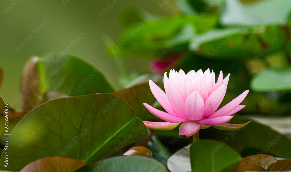 Beautiful Pink Water lilies flower with blurred background. Beautiful Pink Water lilies flower with blurred background.