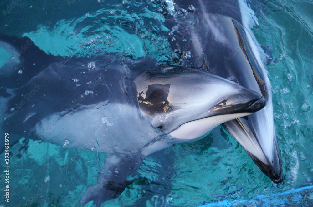 Fototapeta premium Aquarium Swimming Dolphin Underwater Blue