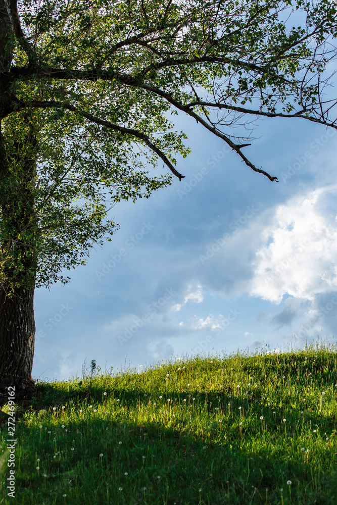 Fototapeta premium Spring meadow with big tree with fresh green leaves