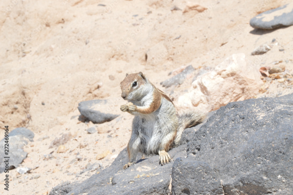 Obraz premium Preppy Squirrel Of Australian Origin Eating A Peanut In Costa Calma. July 3, 2013. Costa Calma, Fuerteventura, Canary Islands, Spain, Europe. Landscapes, Nature.
