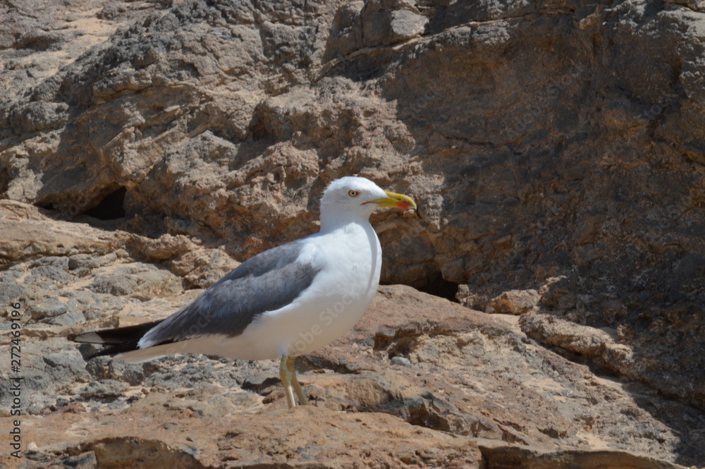 Beautiful Seagull With The Peak Painted In Red On A Rock On The Shore In Costa Calma. July 3, 2013. Costa Calma, Fuerteventura, Canary Islands, Spain, Europe. Landscapes, Nature.