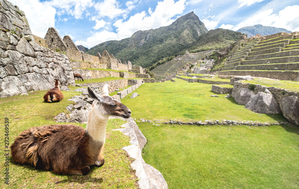 Fototapeta premium Brown and white lama resting on green meadow at Machu Picchu archaeological ruins site in Peru - Exclusive travel destination and natural wonder in peruvian world famous lost city