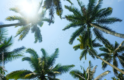 Palm branches against the sky in Sunny weather  palm leaves