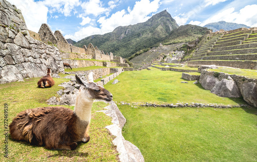 Brown and white lama resting on green meadow at Machu Picchu archaeological ruins site in Peru - Exclusive travel destination and natural wonder in peruvian world famous lost city © Mirko Vitali