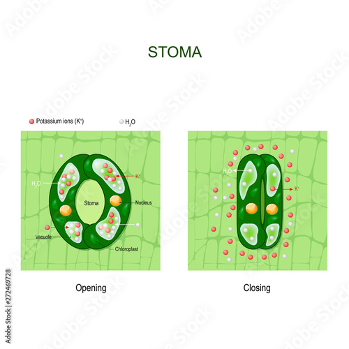 Opening and closing of stoma. anatomy of stomatal complex.