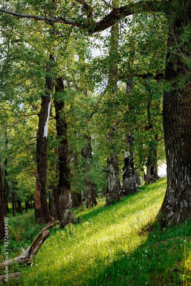 Fototapeta premium Sunlight in the green forest, spring time