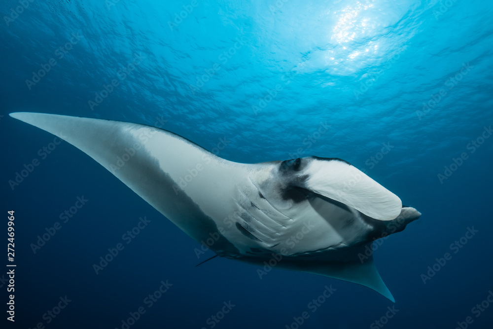 Oceanic manta ray flying around a cleaning station in cristal blue water
