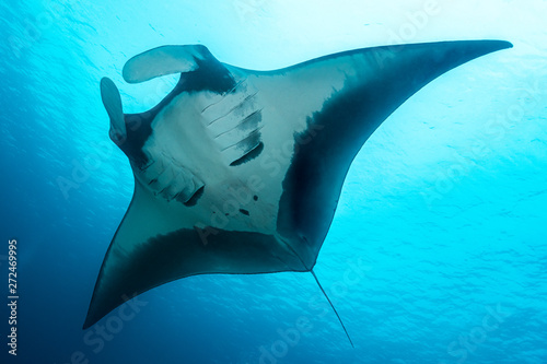 Oceanic manta ray flying around a cleaning station in cristal blue water photo