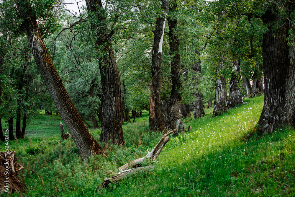 Sunlight in the green forest, spring time
