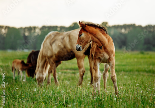 young foal standing in a blooming field of yellow wild flowers