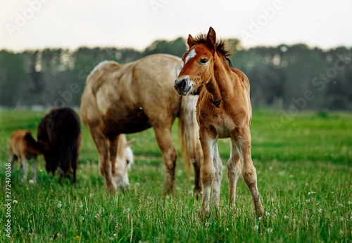 Two foals graze in the pasture. In the summer afternoon among dandelions. © matilda553