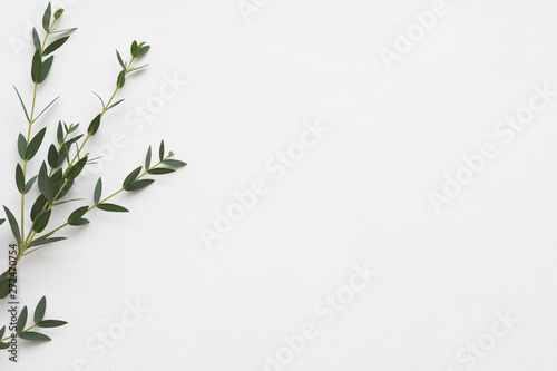 Minimalist floral composition. Eucalyptus on white background. Aroma therapy. Copy space.