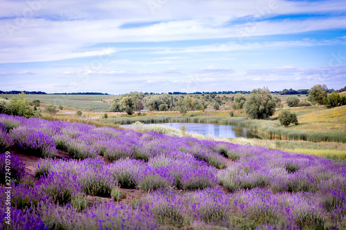 lavender field blooms against the lake