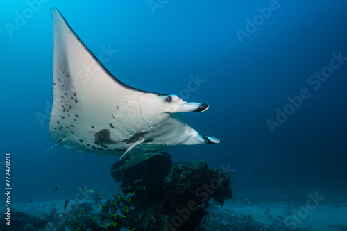 Foto Black and white reef manta ray flying around a cleaning station in cristal blue