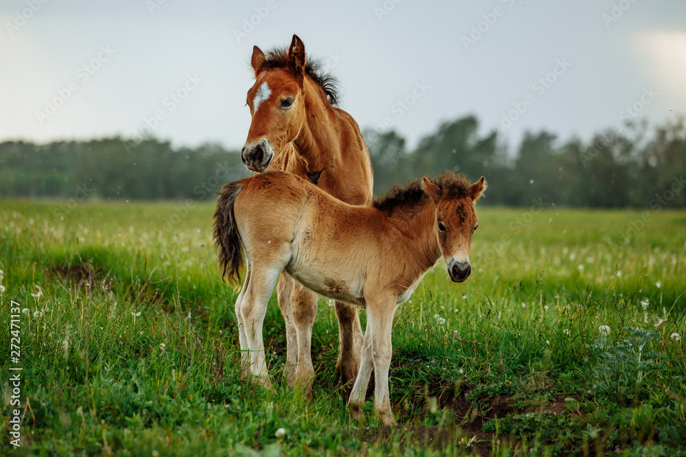 Two foals graze in the pasture. In the summer afternoon among dandelions. Two foals graze in the pasture. In the summer afternoon among dandelions.