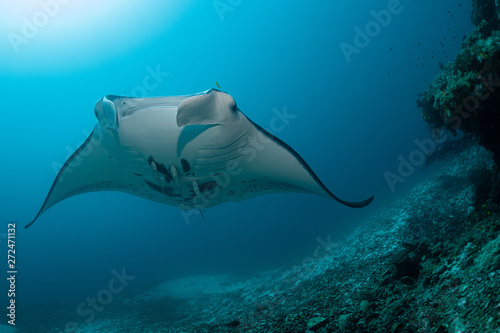 Black and white reef manta ray flying around a cleaning station in cristal blue water © Subphoto