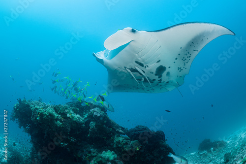 Black and white reef manta ray flying around a cleaning station in cristal blue water