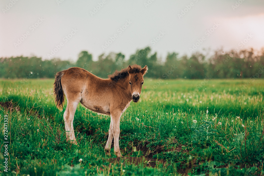 Foal shetland pony in a green meadow Foal shetland pony in a green meadow