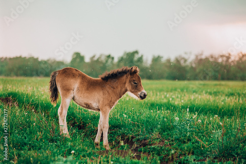 Foal shetland pony in a green meadow © matilda553