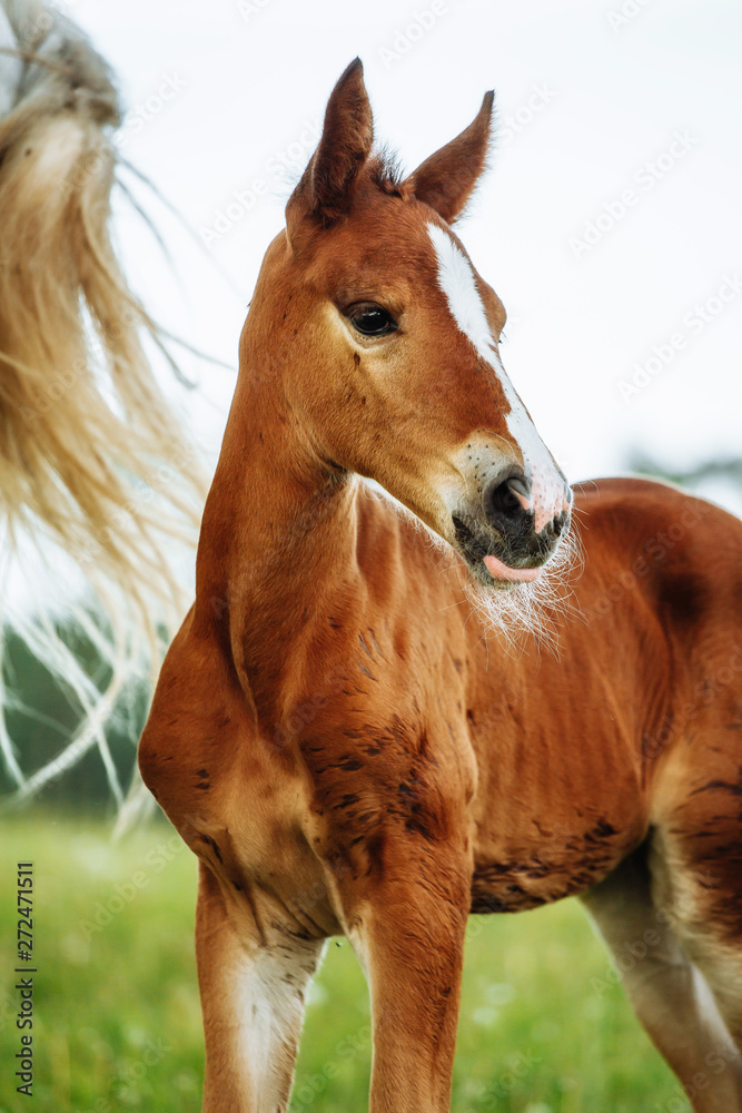 Fototapeta premium Closeup photo of a beautiful chestnut mare with her beautiful newbor foal at rural animal farm