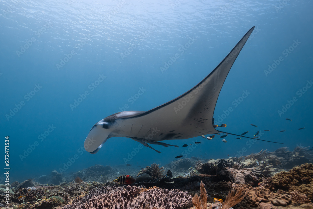 Black and white reef manta ray flying around a cleaning station in cristal blue water Black and white reef manta ray flying around a cleaning station in cristal blue water