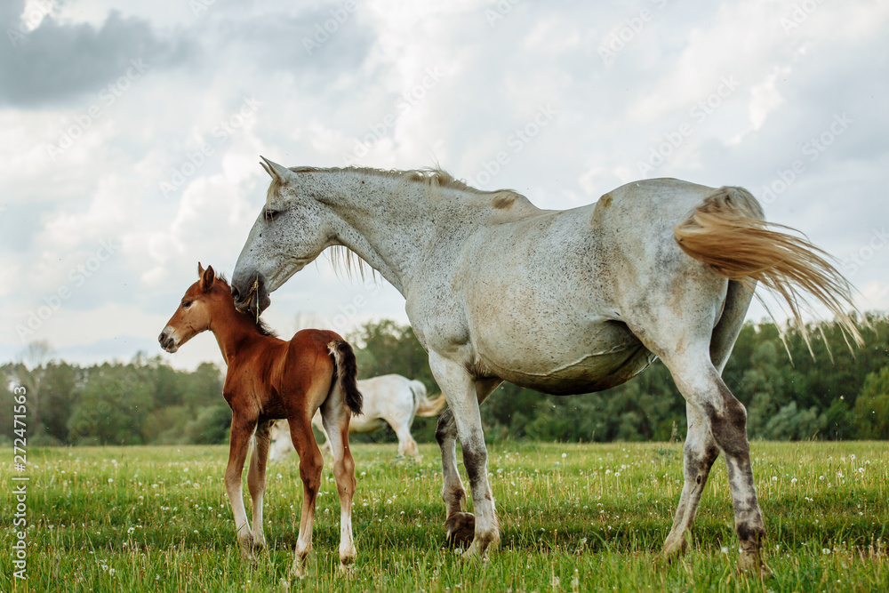 Obraz premium foal and mare horses white and brown in the meadow