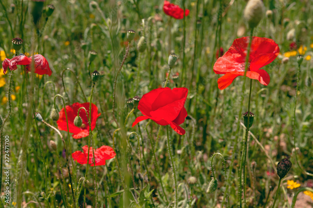 Naklejka premium Red poppy flowers close up
