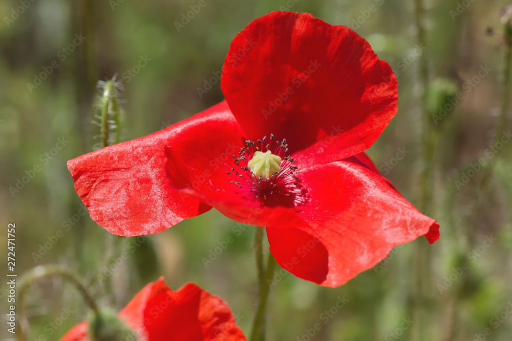 Fototapeta premium Detail of wild red poppy flower