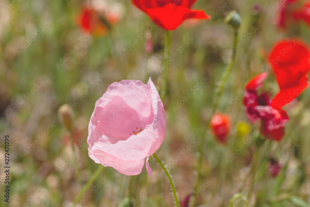 Unusual pale pink colored wild poppy flower