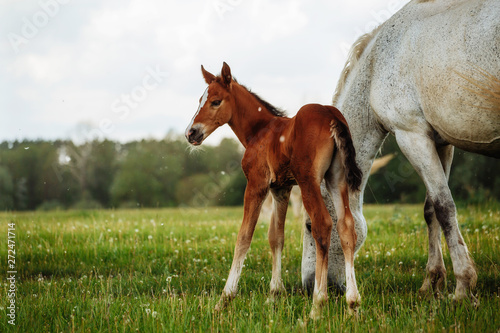 foal and mare horses white and brown in the meadow