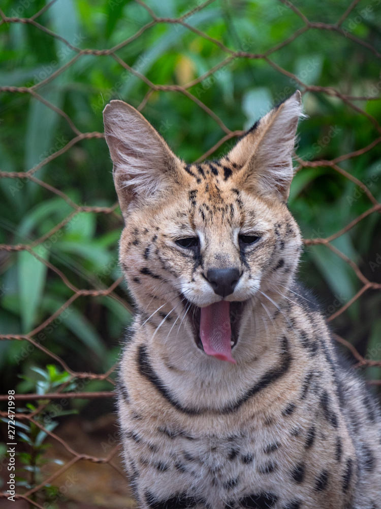 Serval in Conservation Area, Eastern Africa Serval in Conservation Area, Eastern Africa