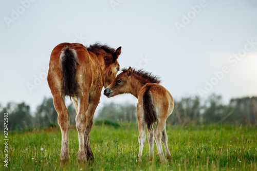 Two foals graze in the pasture. In the summer afternoon among dandelions. © matilda553