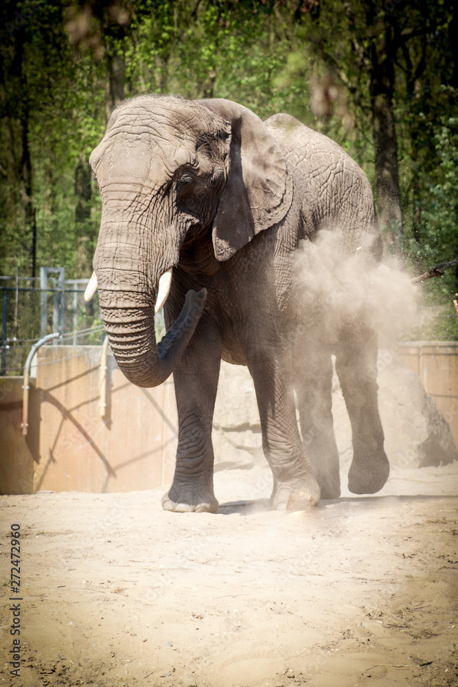 Obraz premium Elefant